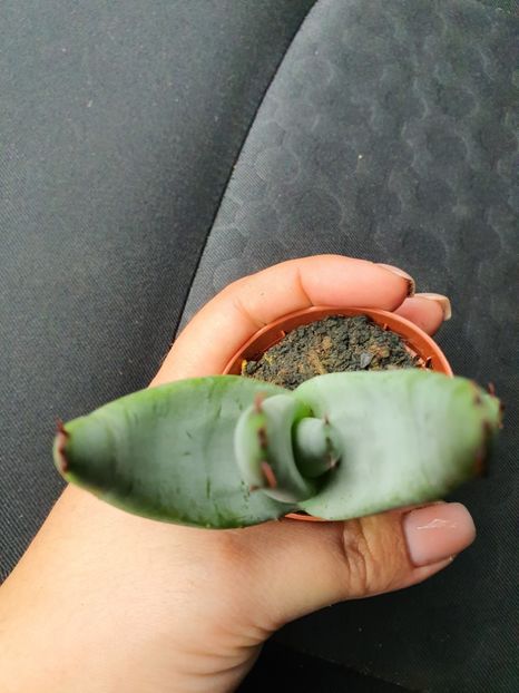 Aloe suprafoliata nr 17 -15 lei - Suculente de vanzare 2020