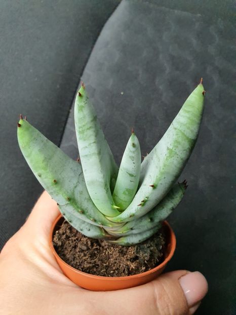 Aloe suprafoliata - Suculente de vanzare 2020
