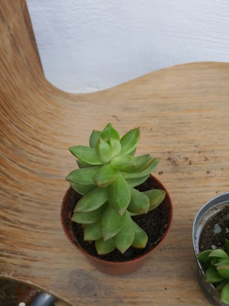 Suculentă 19-8 lei - Suculente de vanzare 2020