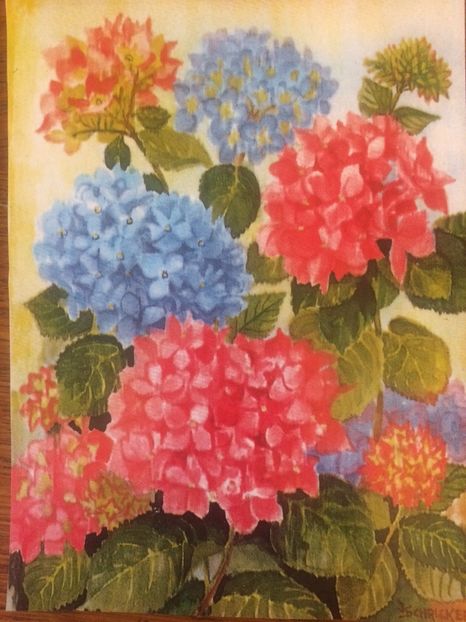 Hortensii - Modele desen