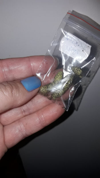  - smithicodonia heartland s joy