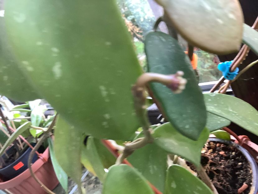  - Diversifolia ssp Crasspies