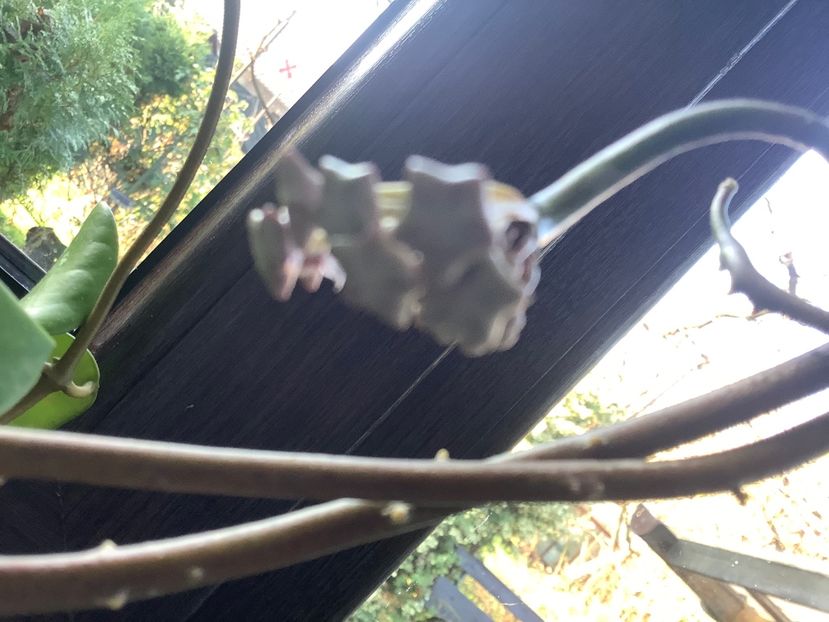  - Diversifolia ssp Crasspies