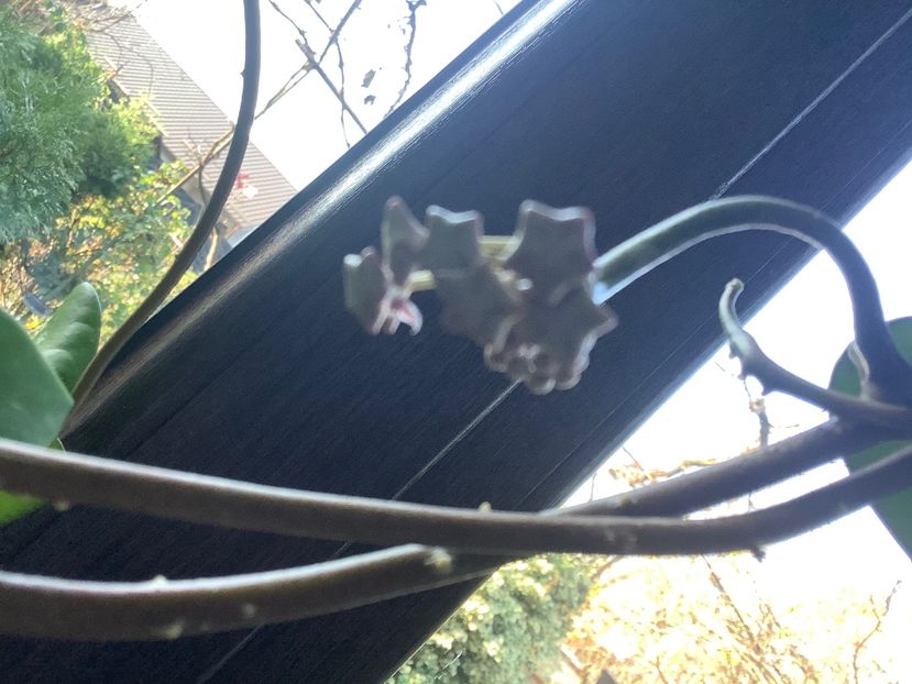  - Diversifolia ssp Crasspies