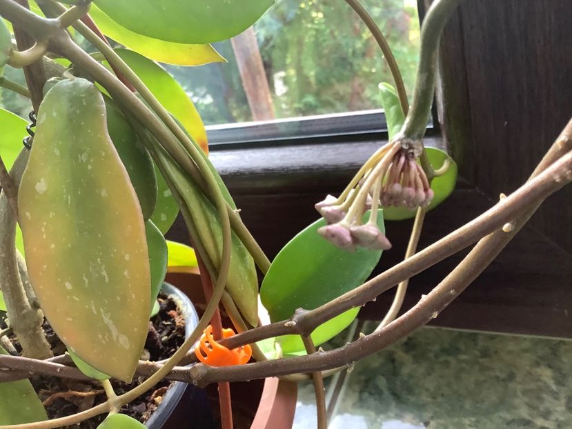  - Diversifolia ssp Crasspies