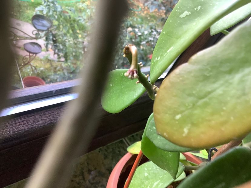  - Diversifolia ssp Crasspies