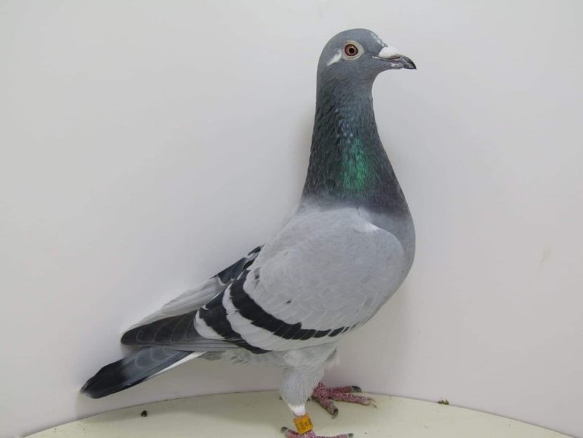 5CB8D75F-2A9B-4885-AD6A-3DE5A837DC23 - Matca