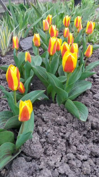 tulipa "stresa" - Gradina si terasa PrimaLuce_1