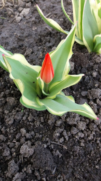 tulipa unicum - Gradina si terasa PrimaLuce_1