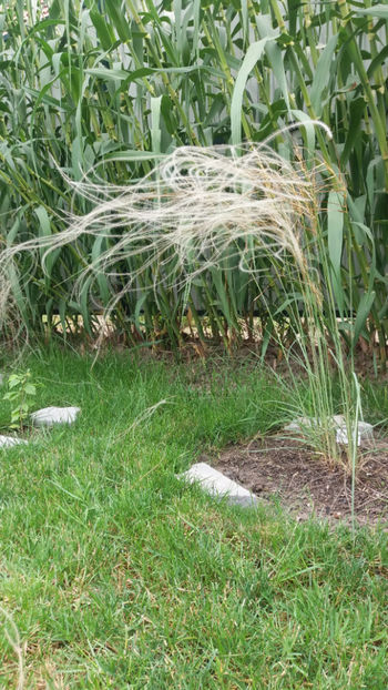 stipa tenuissima(colilie) - Gradina si terasa PrimaLuce_1