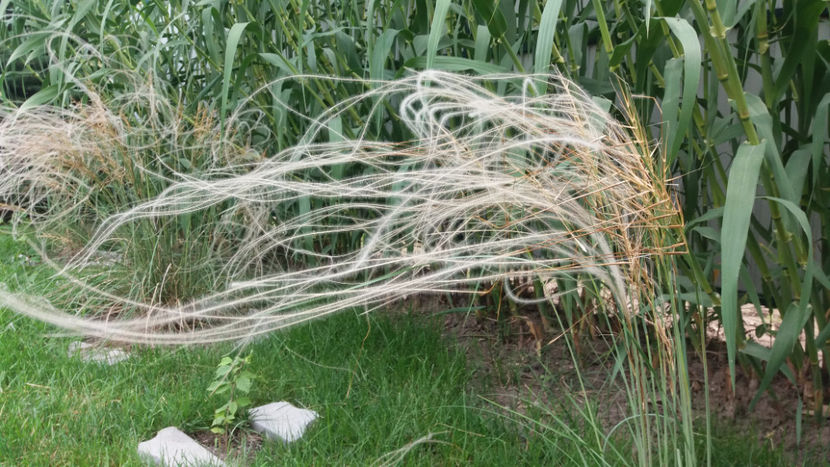 stipa tenuissima(colilie) - Gradina si terasa PrimaLuce_1