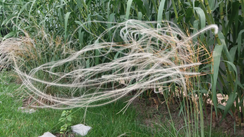 stipa tenuissima - Gradina si terasa PrimaLuce_1