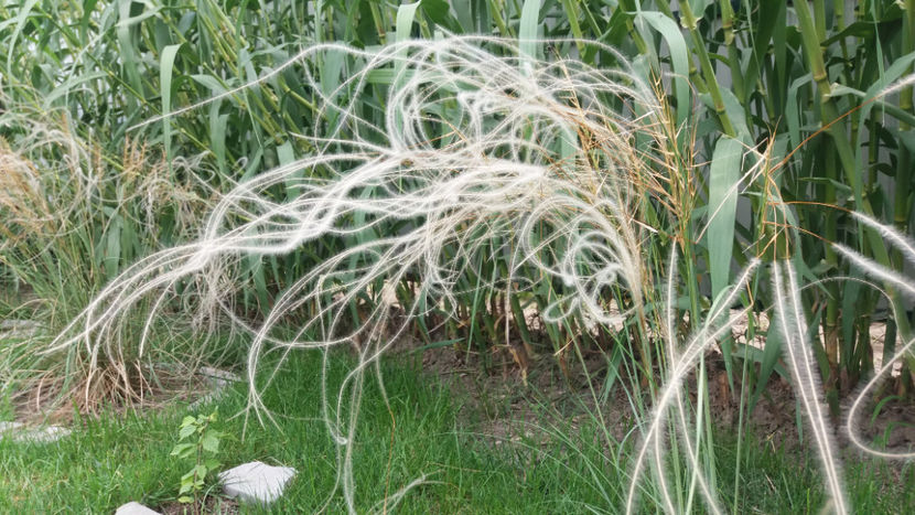 stipa tenuissima - Gradina si terasa PrimaLuce_1