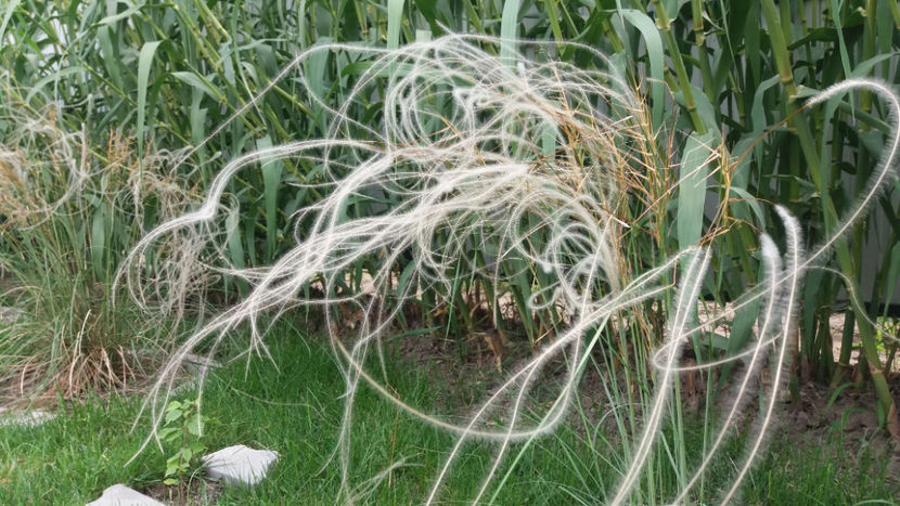 stipa tenuissima - Gradina si terasa PrimaLuce_1