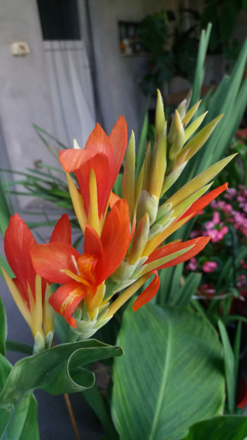 canna indica hybr. - Gradina si terasa PrimaLuce_1