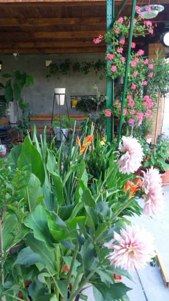  - Gradina si terasa PrimaLuce_1