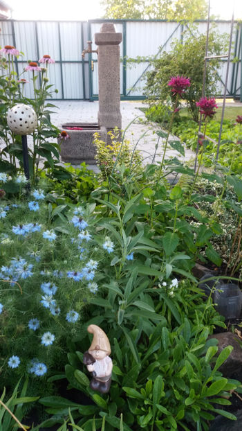 nigella/monarda - Gradina si terasa PrimaLuce_1