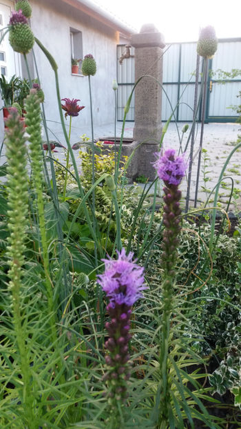 liatris spicata - Gradina si terasa PrimaLuce_1