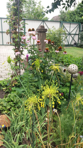 allium flavum - Gradina si terasa PrimaLuce_1