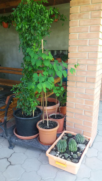  - Gradina si terasa PrimaLuce_1