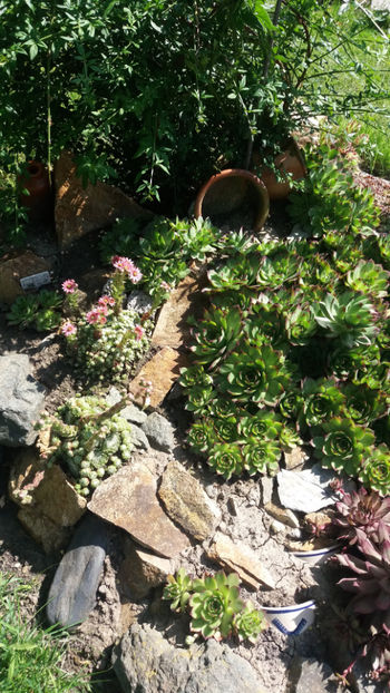 sempervivum mix - Gradina si terasa PrimaLuce_1