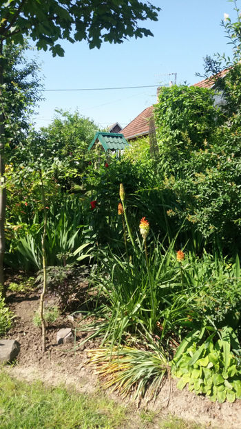 kniphofia uvaria - Gradina si terasa PrimaLuce_1