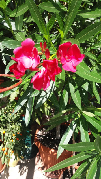 nerium oleander - Gradina si terasa PrimaLuce_1
