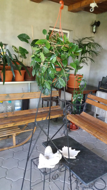 hoya carnosa alba - Gradina si terasa PrimaLuce_1