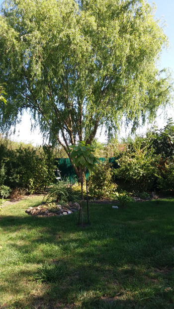  - Gradina si terasa PrimaLuce_1