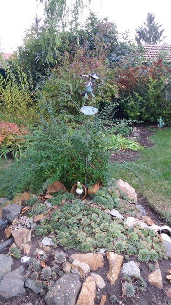 sempervivum mix - Gradina si terasa PrimaLuce_1