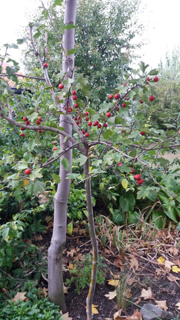 crataegus monogyna(paducel) - Gradina si terasa PrimaLuce_1
