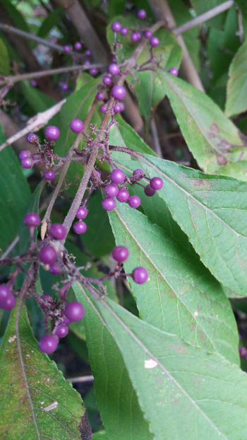 callicarpa bodinieri - Gradina si terasa PrimaLuce_1