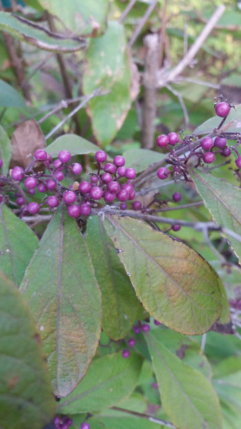 callicarpa bodinieri - Gradina si terasa PrimaLuce_1