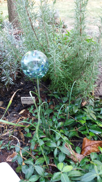 rosmarinus-lavandula - Gradina si terasa PrimaLuce_1