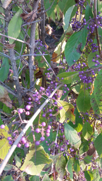 callicarpa bodinieri - Gradina si terasa PrimaLuce_1