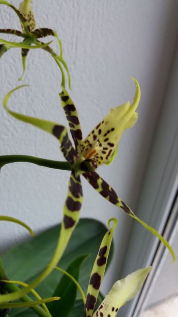 brassia toscane - Orhidee_4_simpodiale cu pseudobulbi