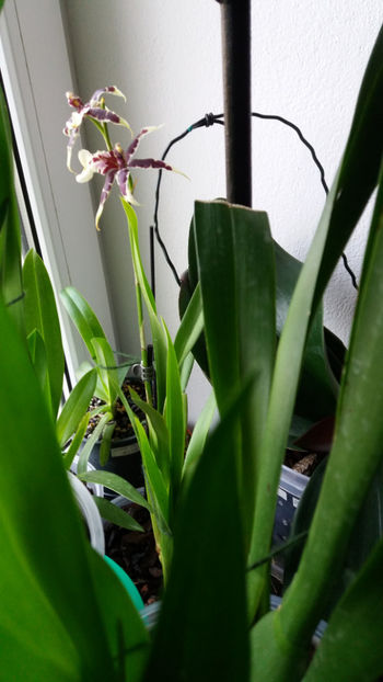 beallara diana dunn gothic - Orhidee_4_simpodiale cu pseudobulbi