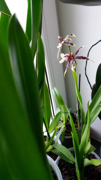 beallara diana dunn gothic - Orhidee_4_simpodiale cu pseudobulbi