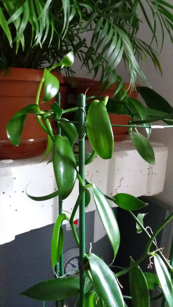 vanilia planifolia - Orhidee_7_vanilia planifolia