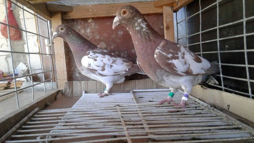  - De vanzare meulemans pe galben si pe rosu