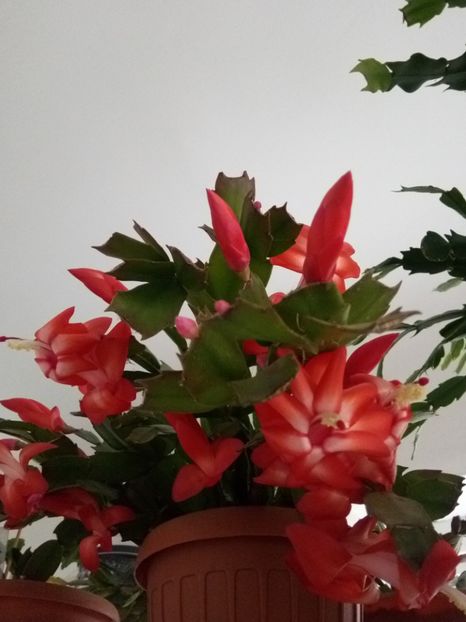  - Flori de Gradina Primavara -Vara 2019