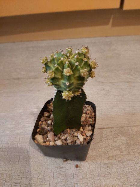  - Gymnocalycium friedrichii f variegata altoit