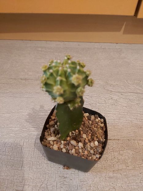  - Gymnocalycium friedrichii f variegata altoit