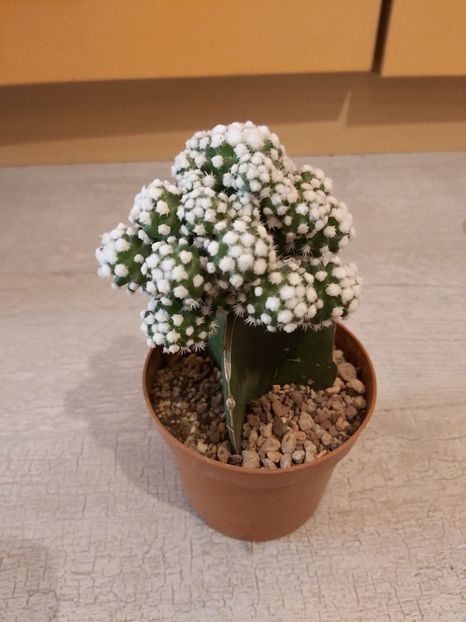  - Mammillaria gracilis cv oruga blanca