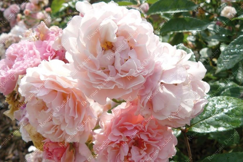 shrub-rose-cornelia - CORNELIA