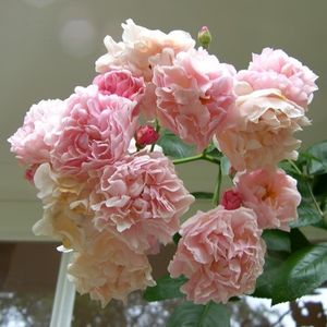 cornelia_at_pashley_1_1000px - CORNELIA