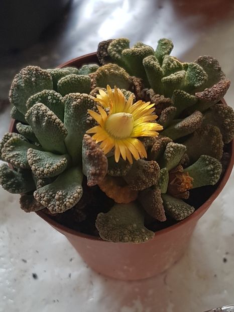 Titanopsis calcarea-l-am gasit cu o noua floricica - Cactusi si plante suculente 2017-2018-2019