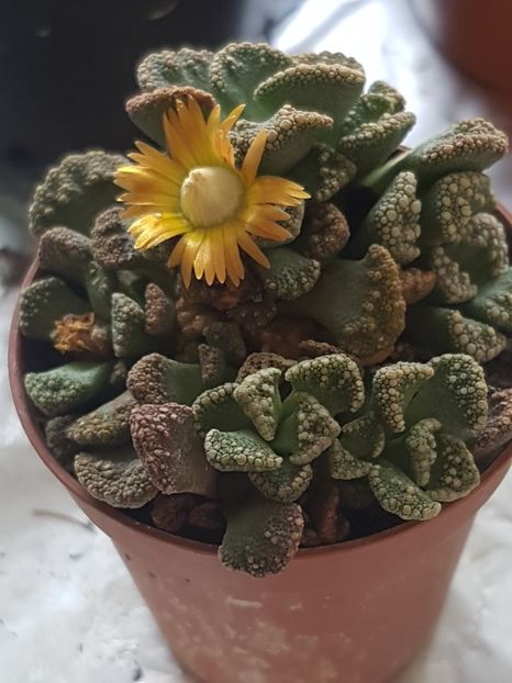 Titanopsis calcarea-l-am gasit cu o noua floricica - Cactusi si plante suculente 2017-2018-2019