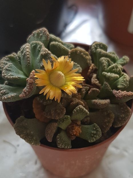 Titanopsis calcarea-l-am gasit cu o noua floricica - Cactusi si plante suculente 2017-2018-2019