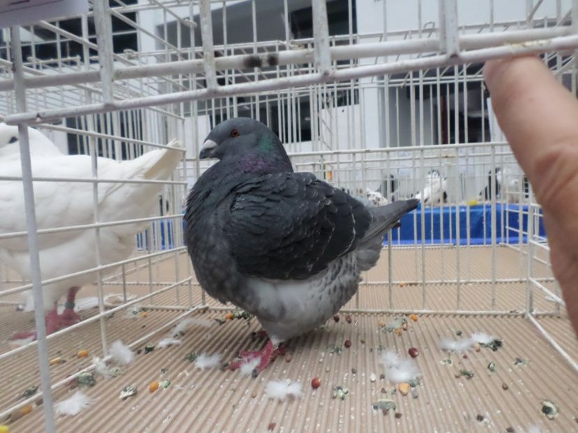 SAM_5517 - Expo Fauna Baniei 2019 rezultate